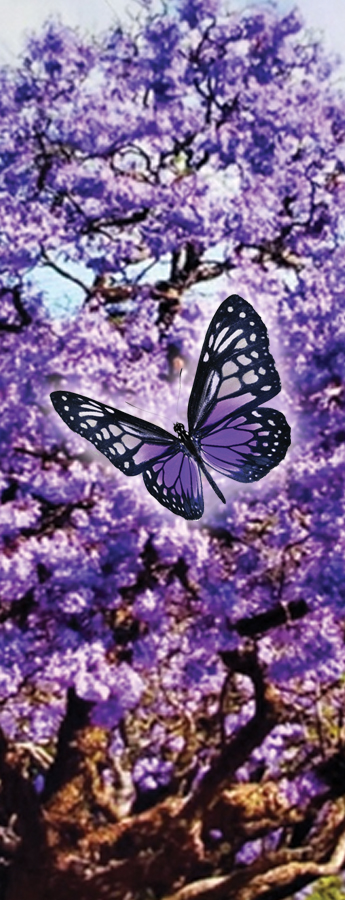 Dayton Oak Tree Butterfly PROOF